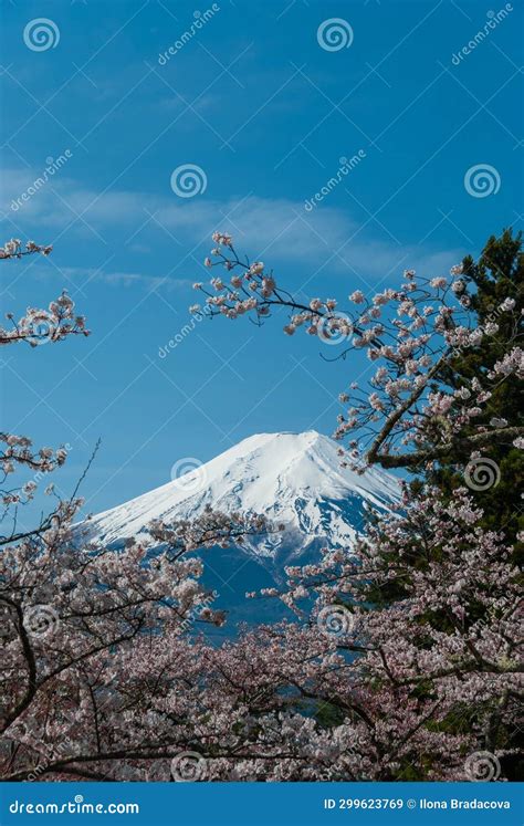 Mount Fuji and Cherry Blossoms, Japan Stock Image - Image of branch ...