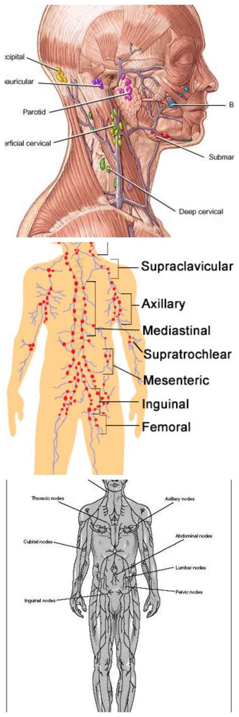 Lymph Node Locations