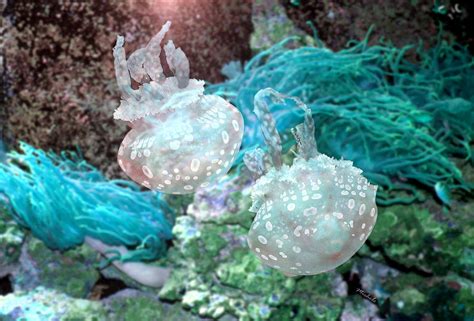 Jellyfish in Aquarium Photograph by Michele A Loftus | Fine Art America