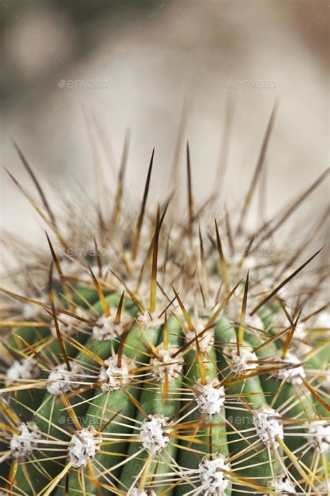 Macro photography of a big cactus Stock Photo by Redzen2 | PhotoDune