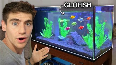 Aquariums: *NEW* GLO-FISH AQUARIUM!! | Glofish, Glow fish, Aquarium fish