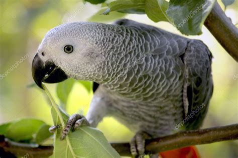 An African Grey Parrot — Stock Photo © mikdam #6592260