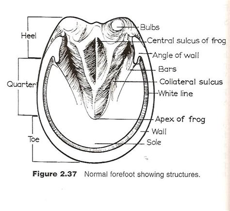 26 best images about study stuff on Pinterest | Anatomy, Health and Nursing