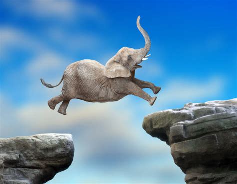 600+ Elephant Jumping Stock Photos, Pictures & Royalty-Free Images - iStock