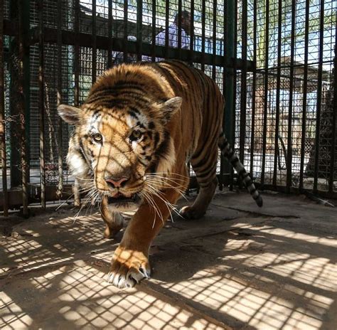 Animals Of 'World's Worst Zoo' in Gaza No Longer On Display..While ...