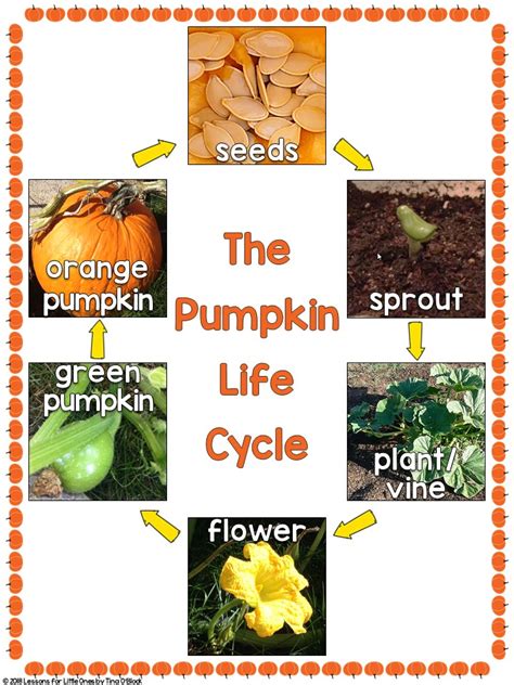 pumpkin life cycle poster - Lessons for Little Ones by Tina O'Block