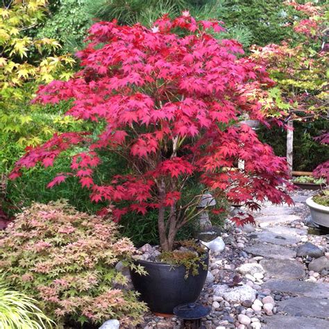 Bloodgood Japanese Maple Trees for Sale – FastGrowingTrees.com