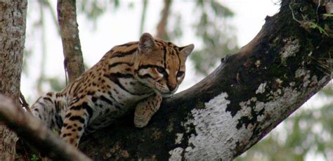 The 10 Best Places To Discover Wildlife In Panama | HuffPost