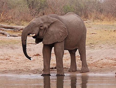 Angolan Elephant photo, Angola Africa