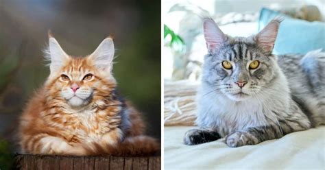 The 7 Best Probiotics for Cats (Dos and Donts) - MaineCoon.org