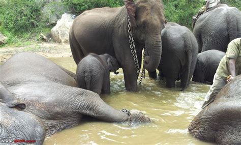 A walk in the Park - Bannerghatta National Park - Team-BHP