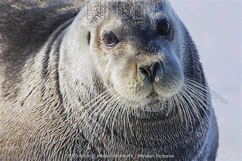 Bearded Seal stock photo - Minden Pictures