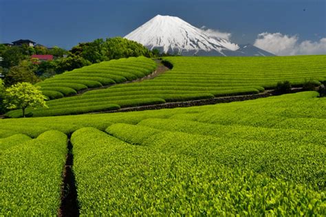 4 Best Scenic Tea Plantations: Healthy Matcha and other Japanese Green ...