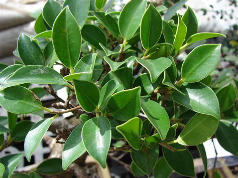 Buy Ficus microcarpa- Ithi, Ithiyal, Kallithi ,Chinese banyan, Indian ...