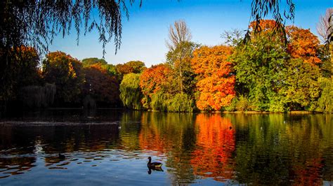 Picture Ducks India autumn Autumn Nature Lake 3840x2160