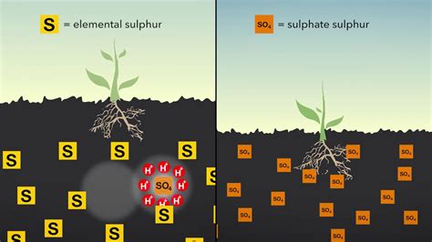 KALI Academy: Which form of sulphur do plants absorb? - YouTube