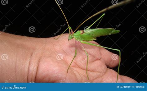 Katydid on the Hand. Green Katydids Isolated on Black Background ...