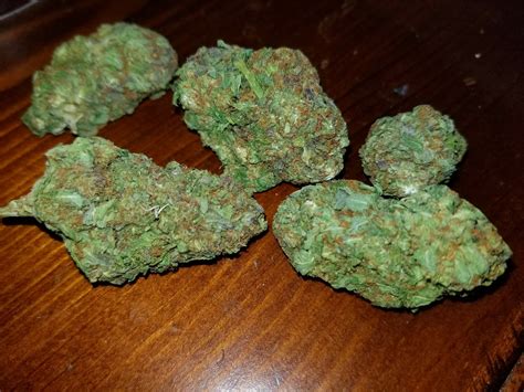 Train Wreck Weed Plant