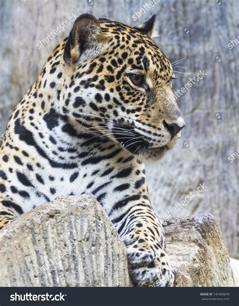 Large Leopard Jaguar Hybrid Close Up Stock Photo 145469878 : Shutterstock