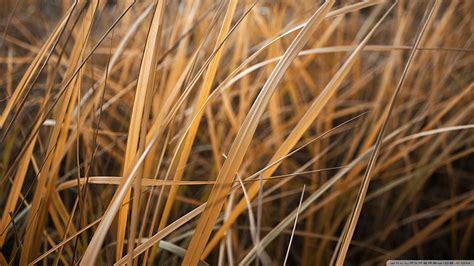 Download Dry Grass Wallpaper 1920x1080 | Wallpoper #443889