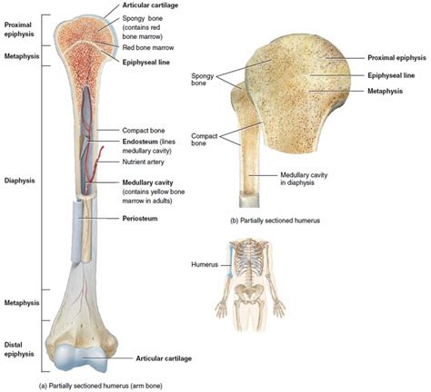 Long bone anatomy, structure, parts, function and fracture types