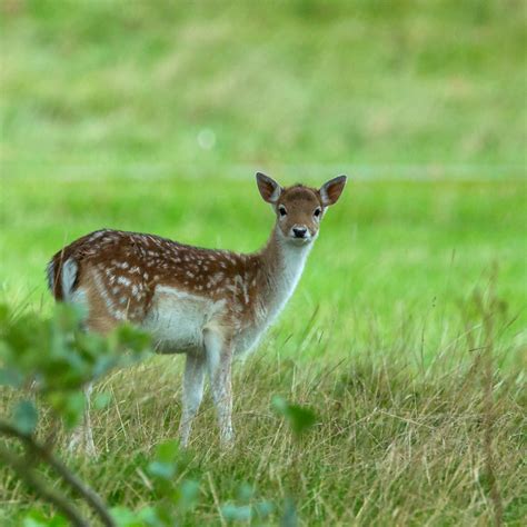 Darley Dale Wildlife: Fallow Deer fawn - Chatsworth