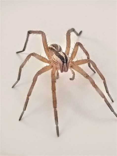 Rabidosa rabida (Rabid Wolf Spider) in Lake Buchanan, Texas United States