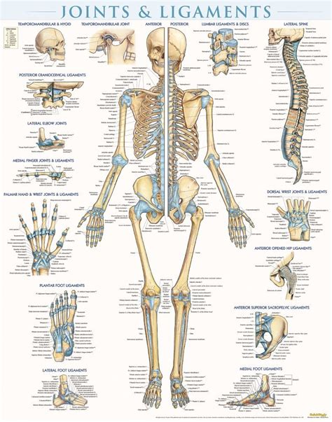 Joints & Ligaments Poster - Laminated (9781423228714) - BarCharts ...