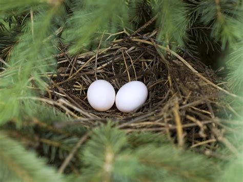 Mourning Dove Nesting (Behavior + Location) | Bird Fact
