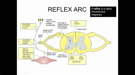 Stimulus And Response Examples