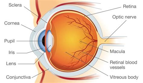 Retinal Vein Occlusion (RVO) - WA Eye Specialists. Find out more about RVO