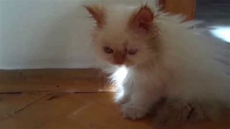 Red Point Himalayan Cat, cute kitten, blue eyes, fluffy coat - YouTube