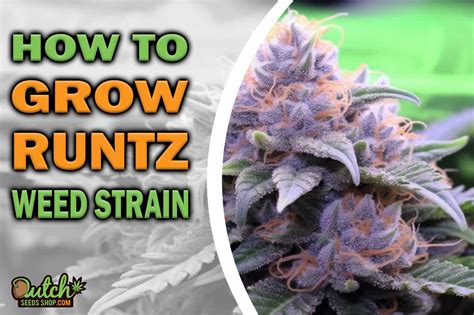 How to Grow Runtz Strain - DSS