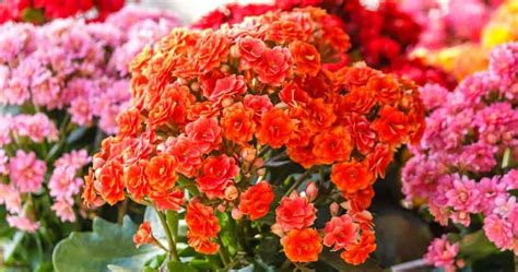 Kalanchoe Blossfeldiana Care: Tips On Growing The Flaming Katy