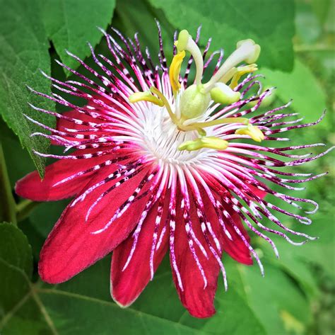 Passion Flower Pura Vida Red | Red Passiflora Vine Pura Vida Red – Easy To Grow Bulbs