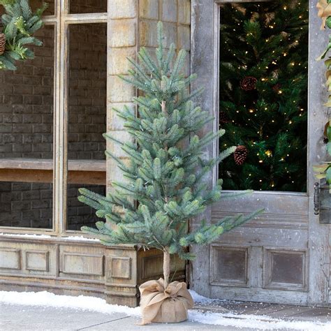 60" Burlap Wrapped Blue Spruce Seedling with LED Battery Lights - The ...