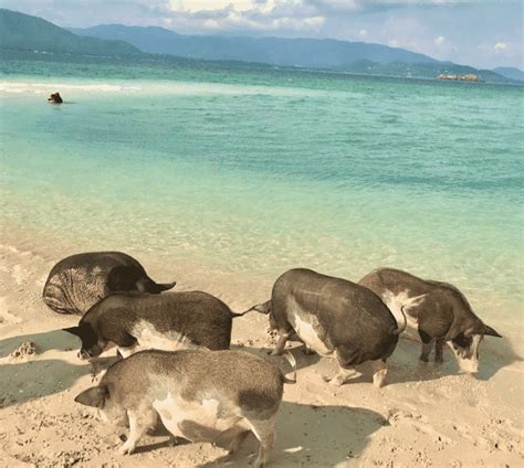 What It's Like To Visit Pig Island In Koh Samui – Big 7 Travel