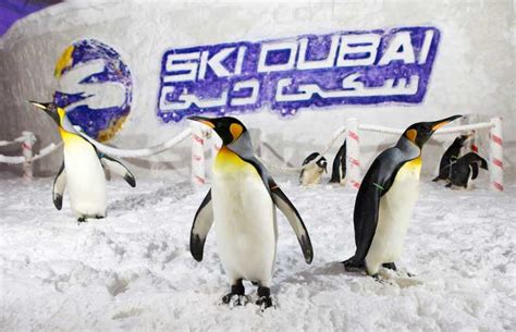 Dubai: Ski Dubai Penguin Encounter Tickets | GetYourGuide