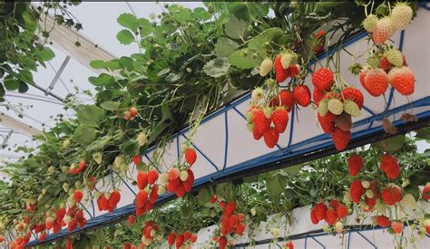 Best hydroponic system for strawberries: from cultivation at soil to elevated cultivation ...