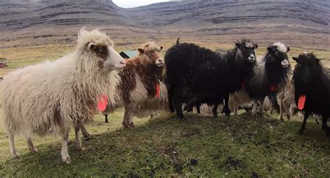 Video: Sheep feeding in the Faroe Islands