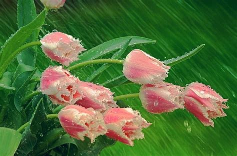 Tulips in the rain, Tulips, beauty, rain, pink, HD wallpaper | Peakpx