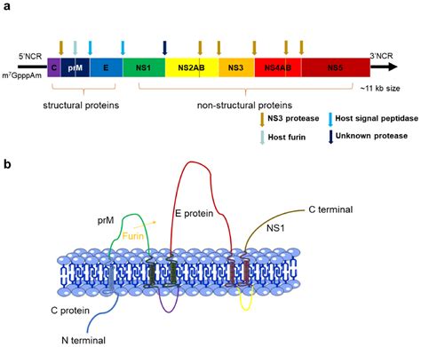 Life | Free Full-Text | Flavivirus: From Structure to Therapeutics ...