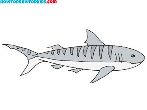 How to Draw a Tiger Shark - Easy Drawing Tutorial For Kids