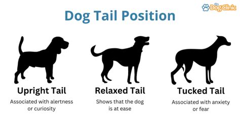 Dog Tail Meanings: A Complete Guide to Tail Communication