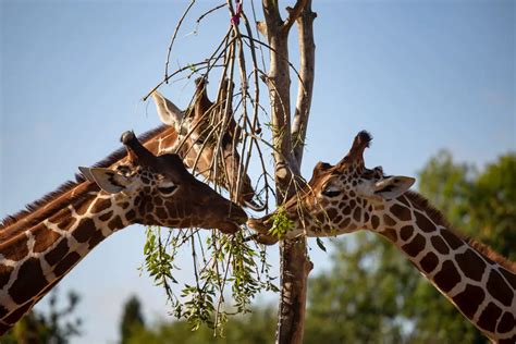 Bristol Zoo, Wild Place Project, England - e-architect