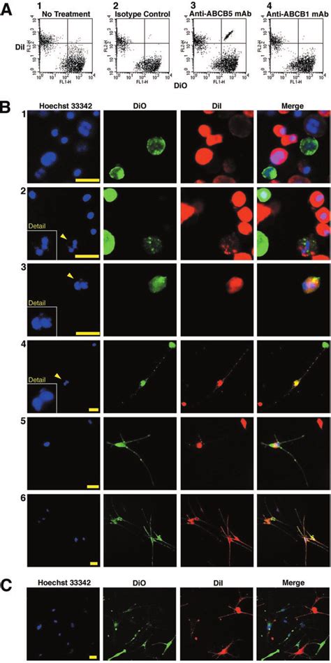 Detection of cell fusion by flow cytometry and fluorescence microscopy ...