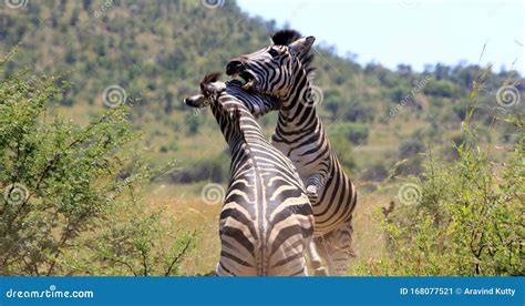 Two Zebras Fighting for the Territory Stock Image - Image of aggressive ...