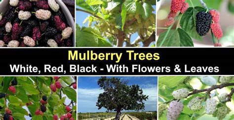 Mulberry Trees: White, Red, Black - With Flowers and Leaves (Pictures)