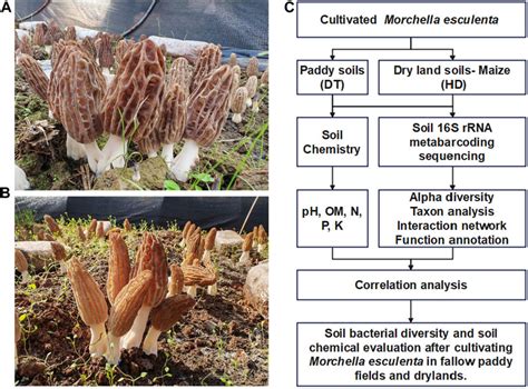 Frontiers | Morchella esculenta cultivation in fallow paddy fields and ...