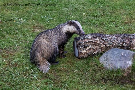 Badger. | Insh, Inverness-shire, Scotland. | Bob Hurrell Wildlife | Flickr